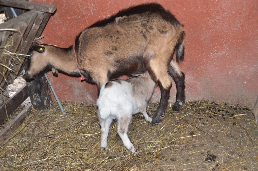 La Fattoria Di Morgana Villa Opi Exteriör bild